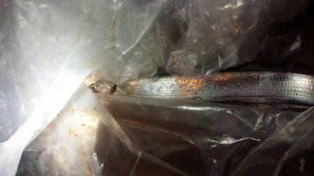 焼津ふぃっしゅーなにて、アオリイカ、太刀魚、タコなど